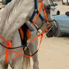 فرس شعبيه
