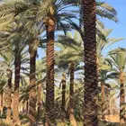 يوجد لدينا نخل عربي والواشنطني من متر الى سبعه متر متوفره