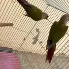 زوج كنيور أناناس