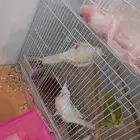 زوج كروان البينو مع فروخه لايفوتكم شي فاخر من الاخر ومميززز