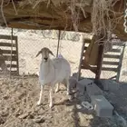 حرية للبيع