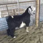 3 تيوس مقفله