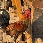 دجاج وديوك للبيع