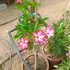 اشجار العدنية للبيع مركن35