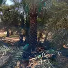 يوجد لدينا نخل على 3متر للبيع