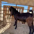 أعرض لكم صخل طيب العمر 6 شهور الى يدور فحل مراح الرجاء عدم ا