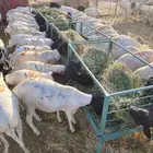 غنم للبيع تيوس وبرابر كميات للجمله والتفريد