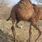 حاشي بلدي
