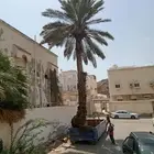 معلم قص نخل وشجر