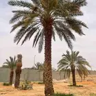 لدينا جميع انواع النخيل فسائل نقايل جثايث نخيل طيب