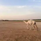 ناقة لقحه