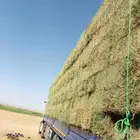 برسيم