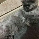 قطه شيرازيه