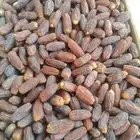 تمر مبروم كبير عل وسط 600 كرتون نظيف تحت زي فوق صبه وحده