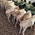 بربري صومالي وتيوس صوماليه جدعان للبيع جمله وتفريد