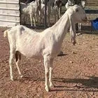 عنز مطوره دافع