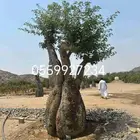 كريزيا كوريزيا