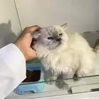 قط شيرازي للتبني ( منقذ )