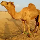 جمل ساحلي سنه ثني مشروط من جميع العيوب