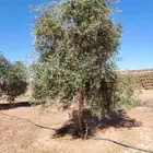 يوجد لدينا اشجار حمضيات وزيتون