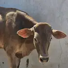 عجل هجيت جرسي ألماني العمر 10 شهور