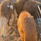 سواكن مرابي طيبه