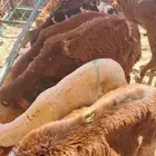 برابر وتيوس صوماليه وسواكن حمرى جذع وقعدان صوماليه متميزه