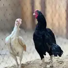 جوز فايتر(هندي قزم ) كوشامو قزم