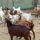 تيوس بلدي