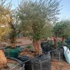 شجر زيتون معمر