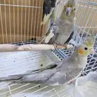 طيور كروان للبيع اربعه طيور