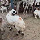 للبيع فحل من المزايين سوم وصل 4000