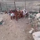 تيوس ذكران كلها