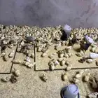 صوص بلدي الوان فواتح للبيع