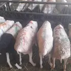 برابر وتيوس صومالية مرابي للبيع