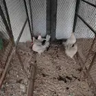 دجاج فيومي منتج