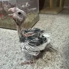 فرخ كروان هولندي بايد