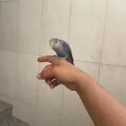 فرخ روز أليف