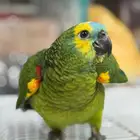 فرخ بلوفرنتد جاكو صحه ونظافه