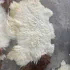 جاعد غنم طبيعي اصلي