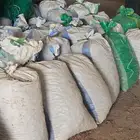 حشف للبيع 100 كيس شعير تقريبا