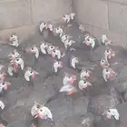 دجاج حبشي بياض