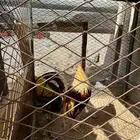 النعيرية