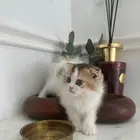 قطط للبيع