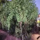 قريبا اكبر مشتل زراعي في منطقة عسير