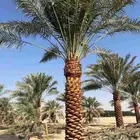 يوجد لدينا توريد جميع انواع نخيل