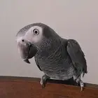 كاسكو غيني