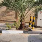 ابوياسين لبيع جميع انواع النخيل البلدي والواشنطن والفسيل