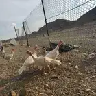 دجاجة روميه معها اربع فروخ عمر اربع شهور