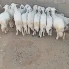 13 من البهم اسمان ونظاف وشعره